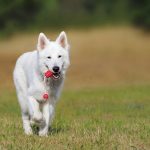 juguetes para perros